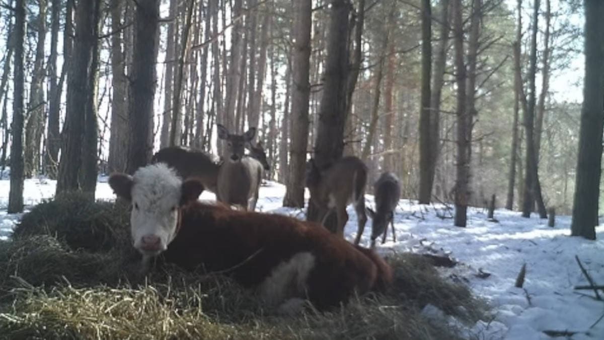 Mucca evade dal mattatoio e trova rifugio tra una famiglia di cervi in libertà