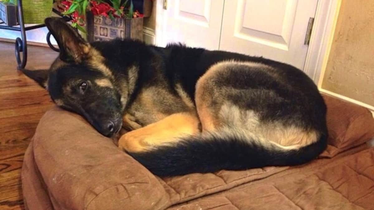 Il cane adottato dal canile passa le notti insonni a osservare attentamente i suoi nuovi proprietari.