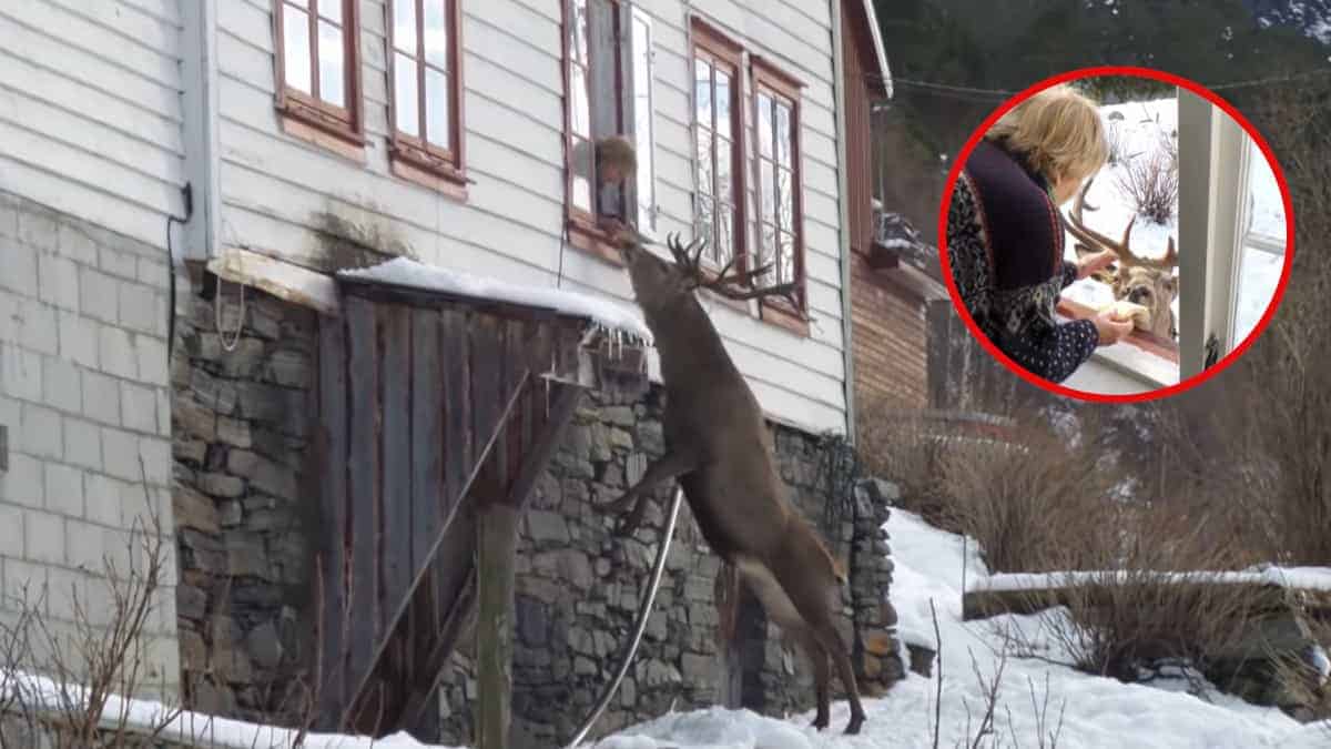 Cervo salvato ritorna nella casa della sua salvatrice da 3 anni