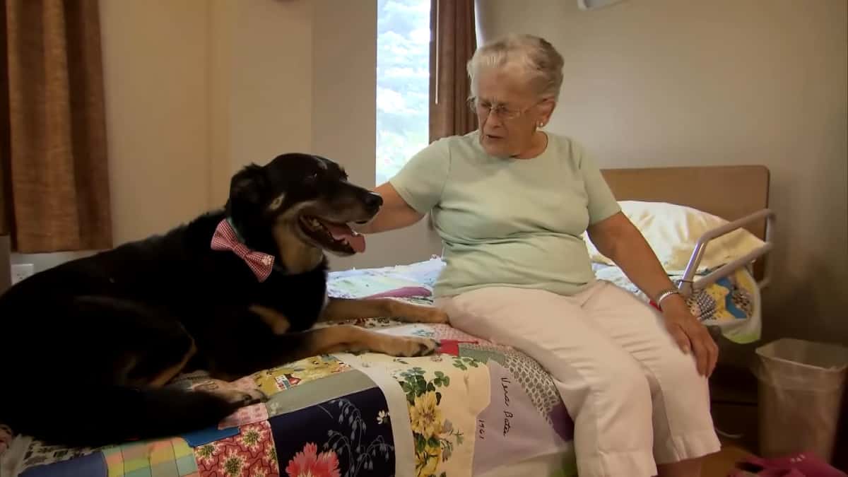 Cane randagio fa irruzione nella casa di riposo, il risultato finale riempie il cuore