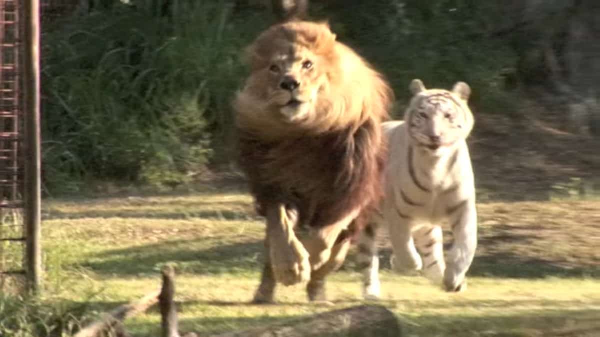 Leone “fugge” dallo zoo insieme ad una tigre bianca di cui si è innamorato