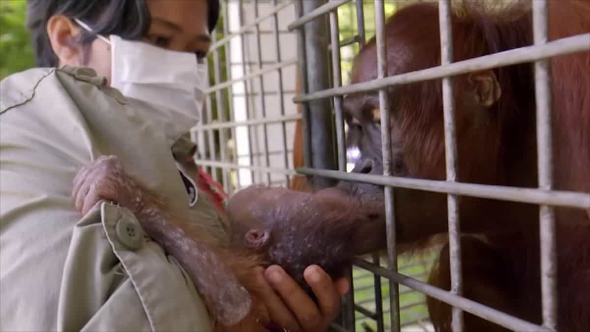 Il personale si commuove alle lacrime quando la mamma orangotango si ricongiunge con il suo cucciolo rapito