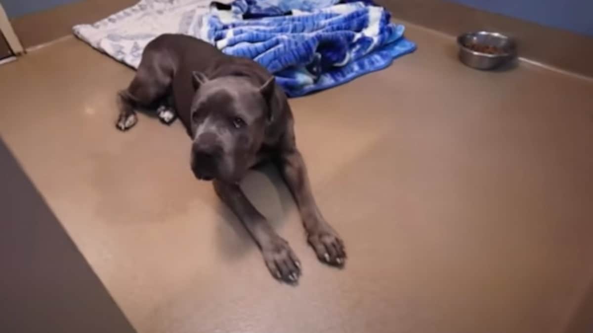 Cane Corso viene riadottato dopo che era stato riportato al rifugio per i suoi problemi di ansia