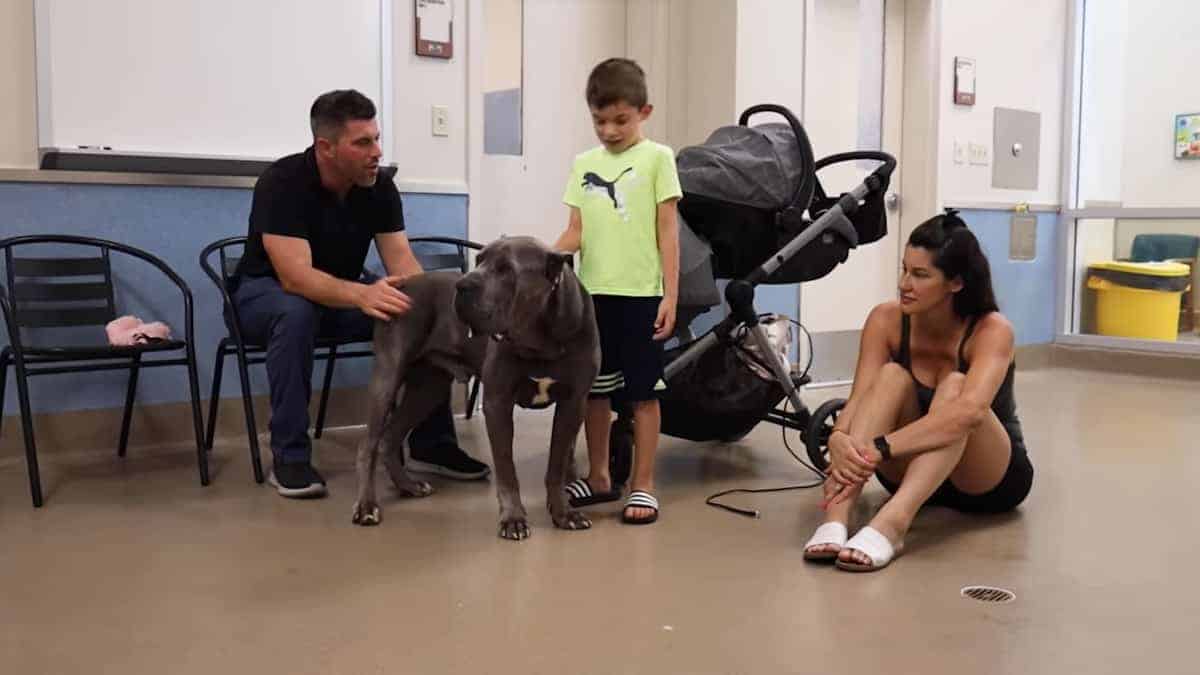 Cane Corso viene riadottato dopo che era stato riportato al rifugio per i suoi problemi di ansia