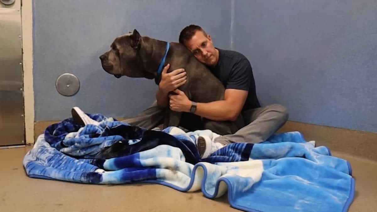 Cane Corso viene riadottato dopo che era stato riportato al rifugio per i suoi problemi di ansia