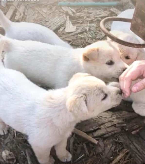 cagnolina randagia insegue un camion con a bordo i suoi cuccioli