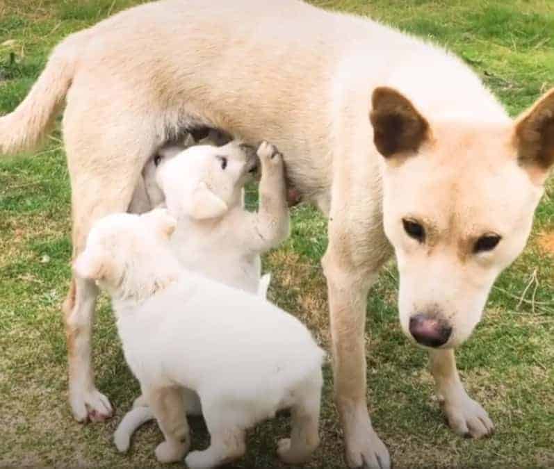 cagnolina randagia insegue un camion con a bordo i suoi cuccioli