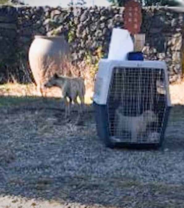 cagnolina randagia insegue un camion con a bordo i suoi cuccioli