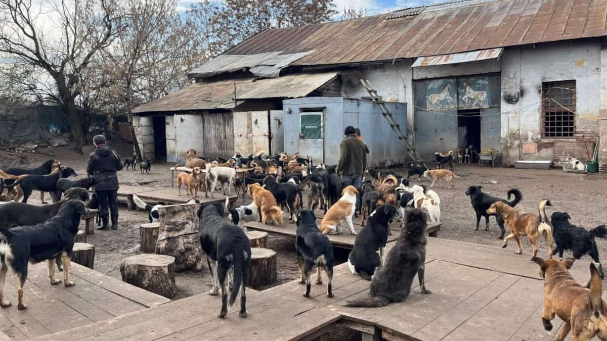 Un uomo ha deciso di dedicare la sua vita ad aiutare più 800 cani randagi