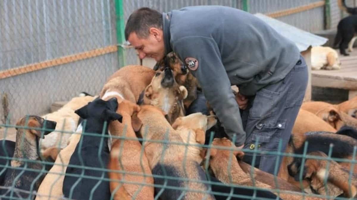 L’uomo si prende cura di più di 800 cani randagi nel suo rifugio