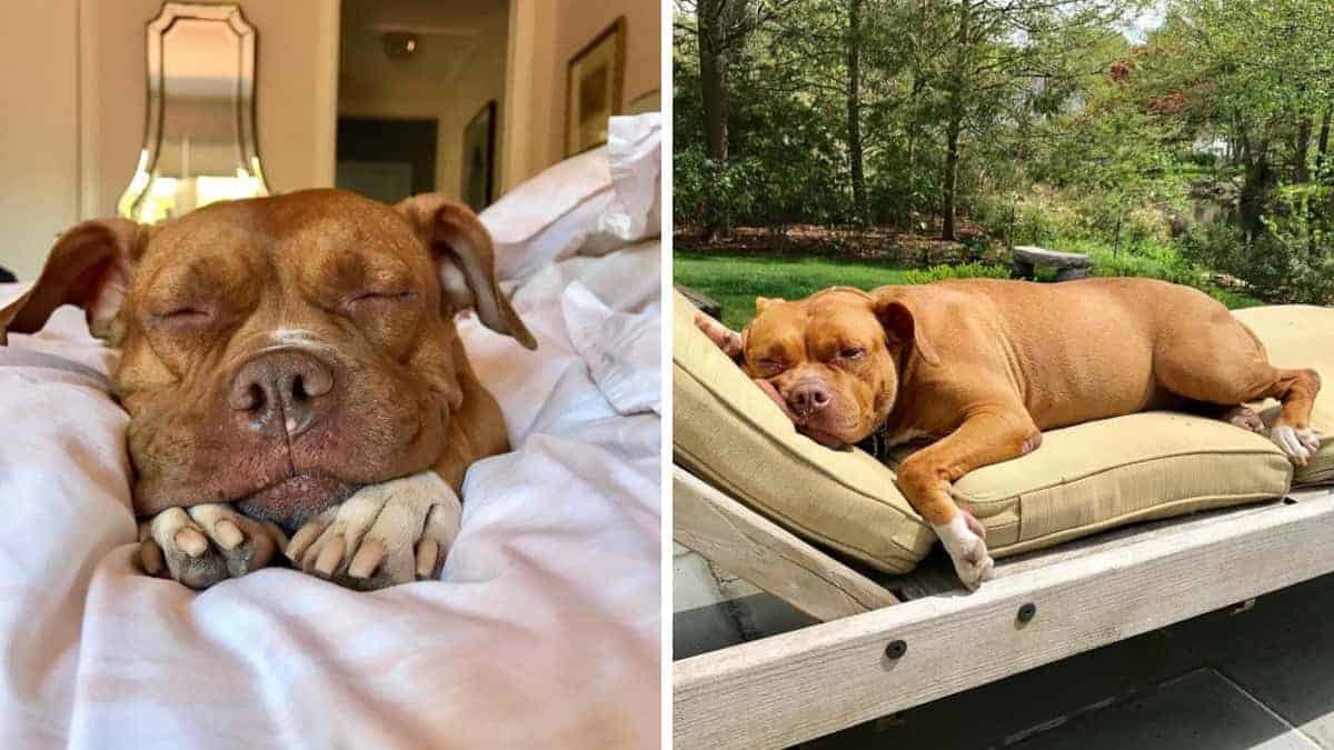 Dopo 8 anni in catene, un cane trova una vita di comfort grazie all’adozione