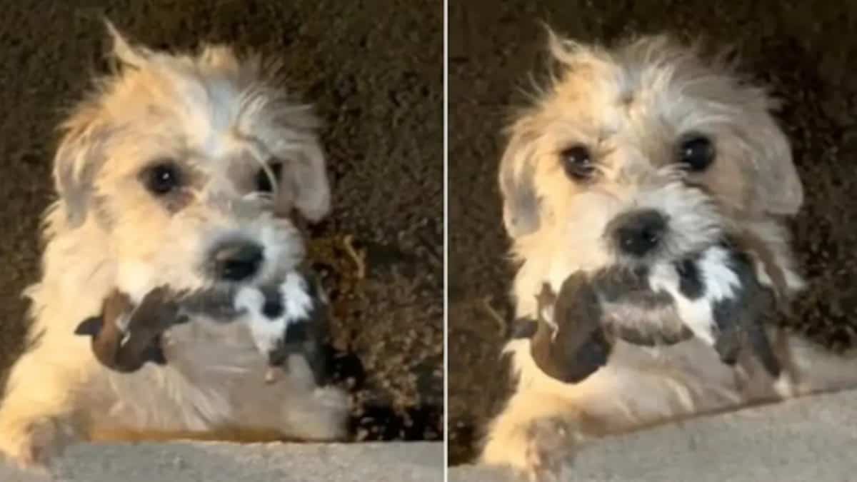 Un cane attira l’attenzione di alcuni passanti, implorandoli di aiutare i suoi cuccioli.