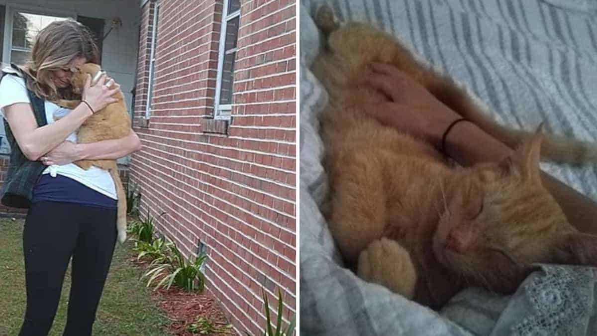 Il gatto ritrova il suo proprietario saltando nelle sue braccia dopo 536 giorni di smarrimento