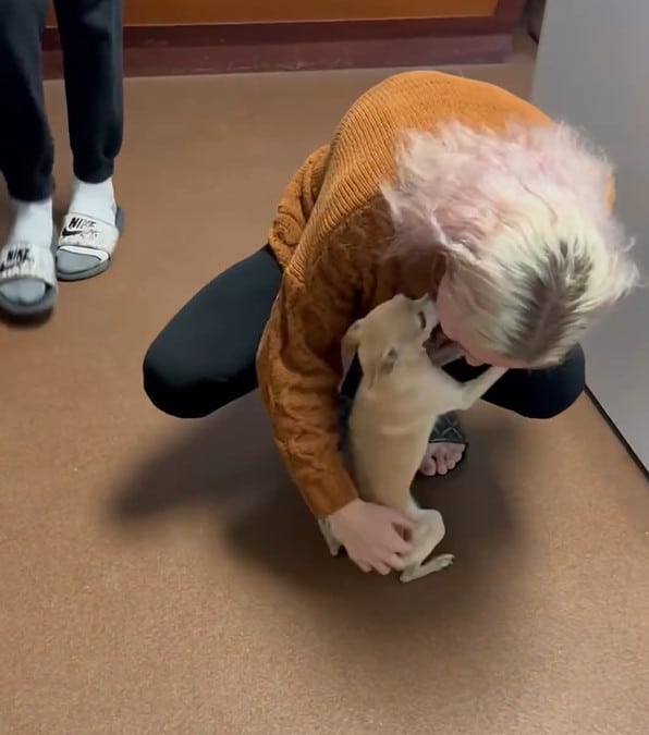 Dopo aver creduto morto il suo chihuahua per 2 anni, Maile Trist lo ritrova vivo e vegeto