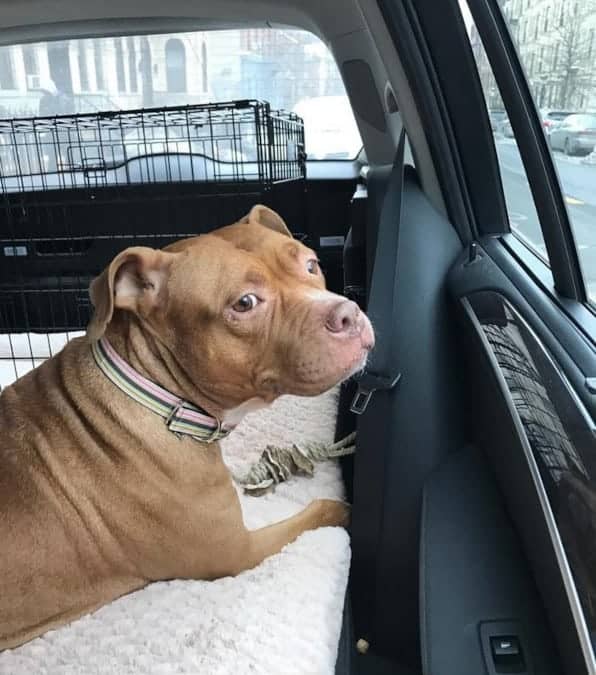 cane a vissuto 8 anni in catena, dopo l'adozione vive nel confort