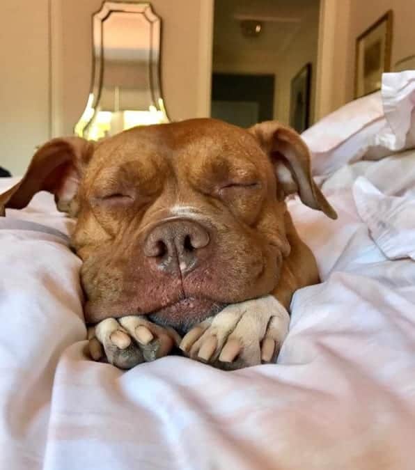 cane a vissuto 8 anni in catena, dopo l'adozione vive nel confort