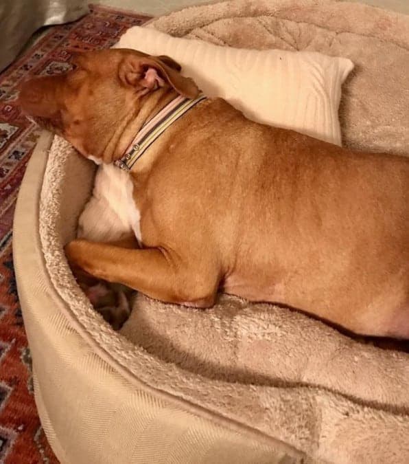 cane a vissuto 8 anni in catena, dopo l'adozione vive nel confort