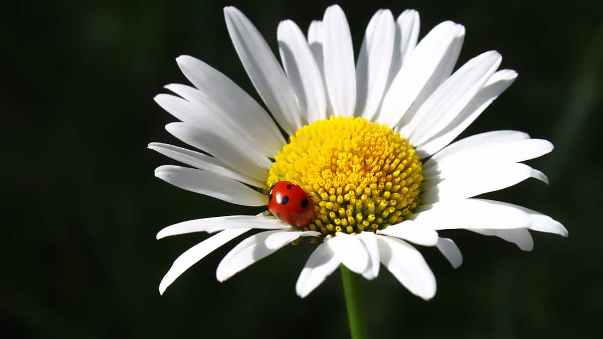 come attirare le coccinelle nel vostro orto e giardino