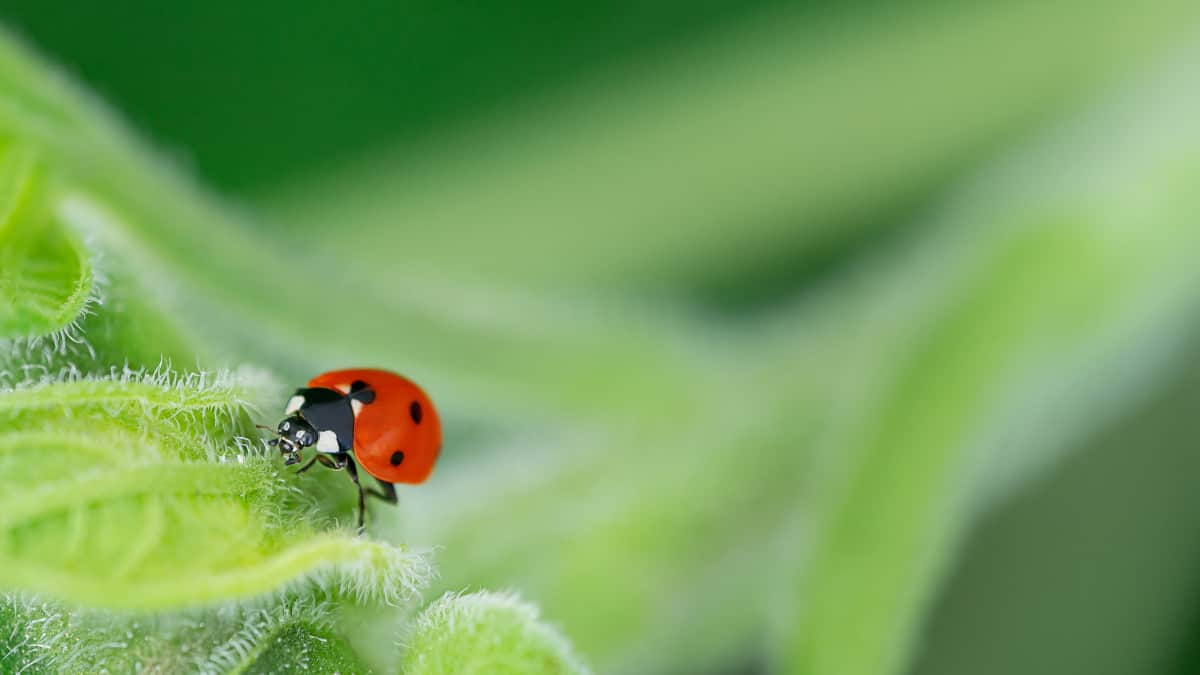 piante che attirano le coccinelle nel vostro giardino