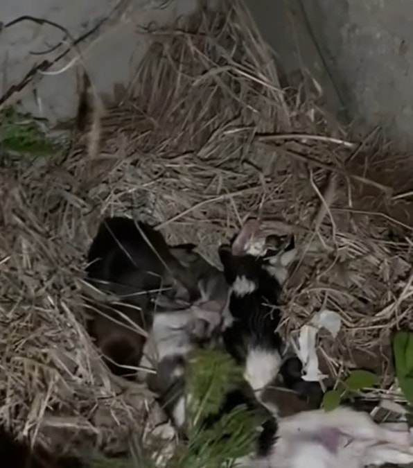 mamma chiede aiuto ai passanti per salvare i suoi cuccioli