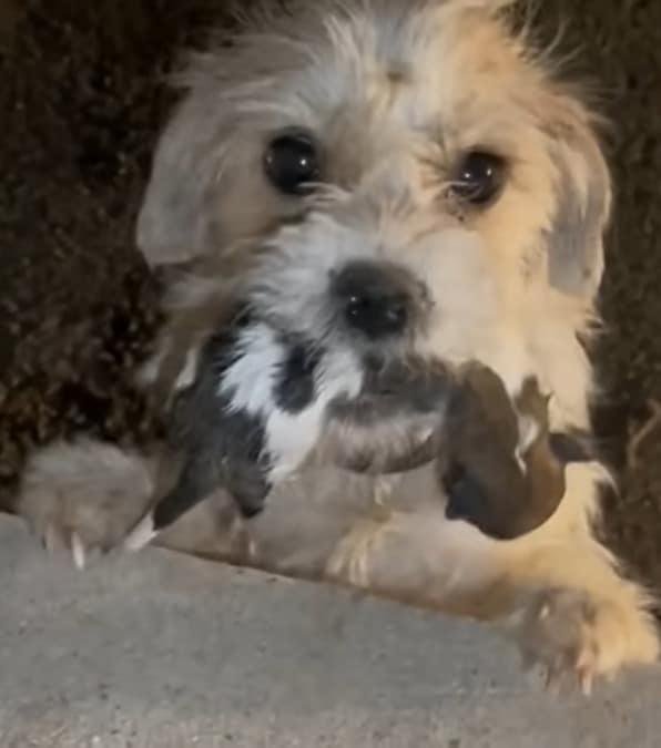 mamma chiede aiuto ai passanti per salvare i suoi cuccioli