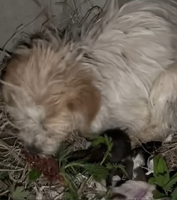 mamma chiede aiuto ai passanti per salvare i suoi cuccioli