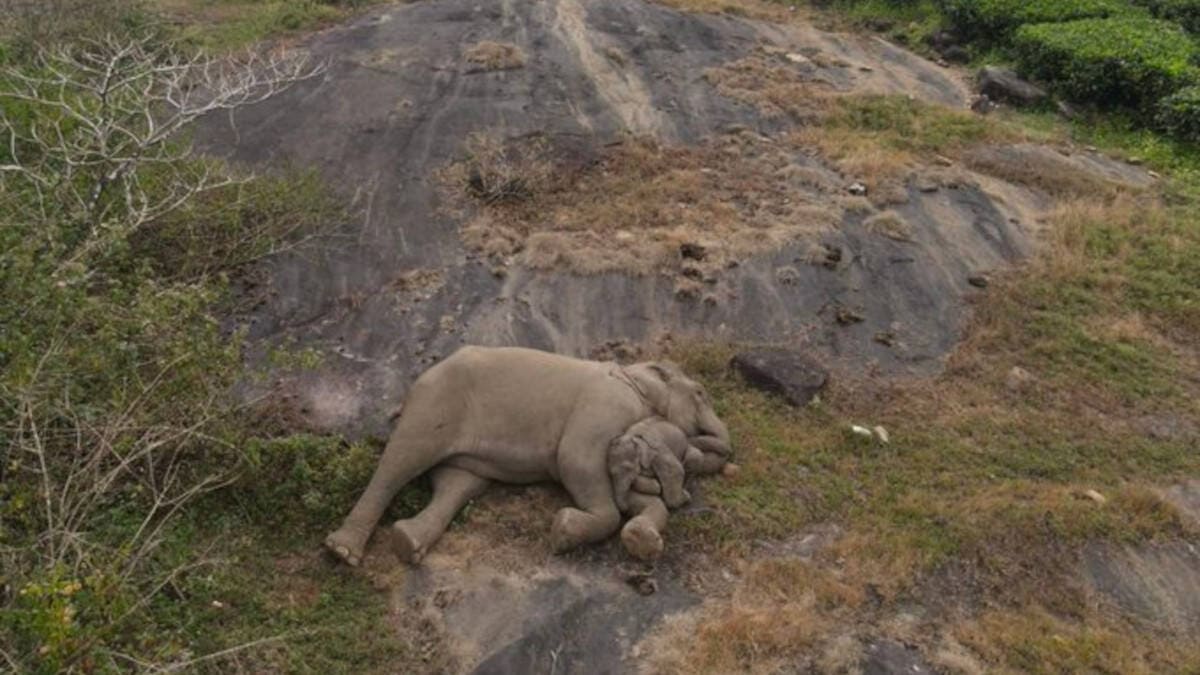 Un cucciolo di elefante perduto viene immortalato in video mentre si ricongiunge con la madre, e commuove il web.