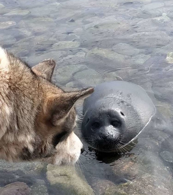 il cucciolo di foca soccorso e accudito amorevolmente dal cane Nika