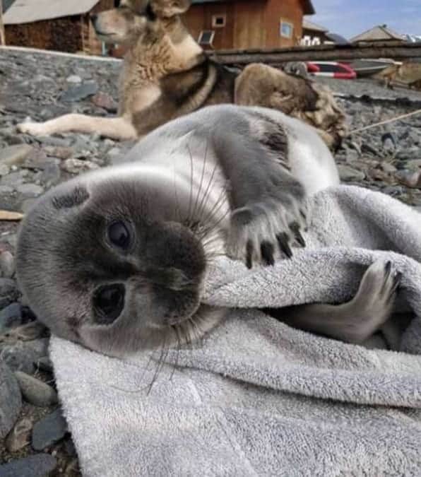 il cucciolo di foca soccorso e accudito amorevolmente dal cane Nika