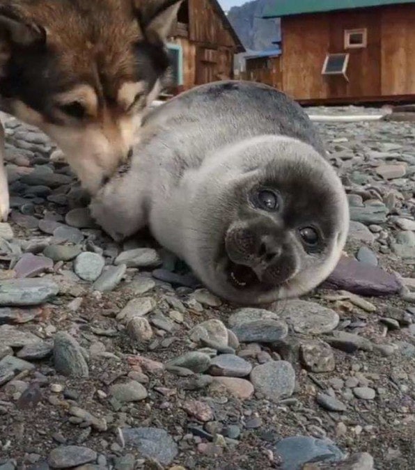 il cucciolo di foca soccorso e accudito amorevolmente dal cane Nika