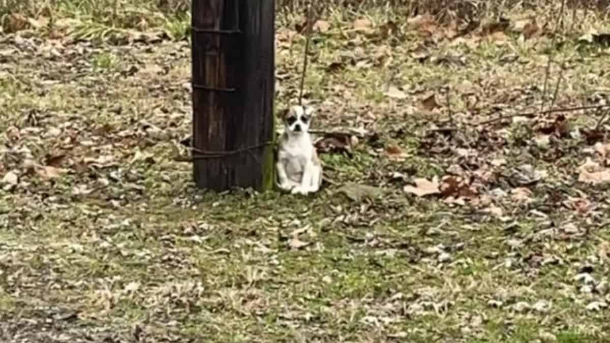 La cagnetta rimase immobile sotto l’albero, inconsapevole che nessuno sarebbe ritornato per lei o si sarebbe più occupato della sua sorte.