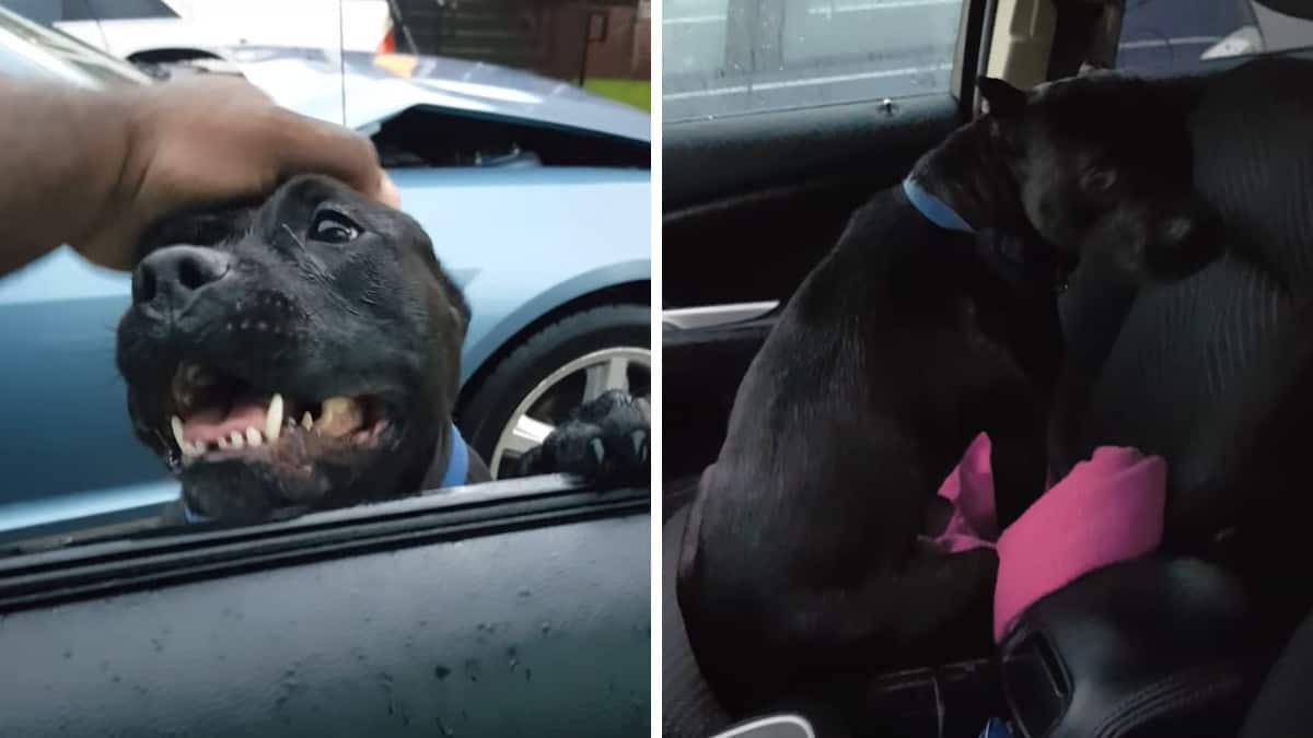 Un insolito cane randagio affamato si avvicina all’auto di un passante, che commette l’errore di offrirgli del cibo