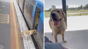 Il cane che ha fatto un viaggio da solo sul treno a Melbourne