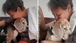 dopo 15 insieme una signora dice addio al suo amato cane