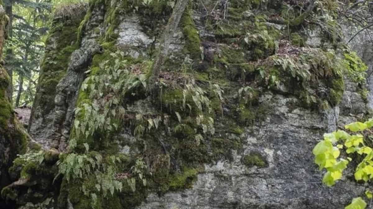 Riesci a individuare un cecchino mimetizzato nascosto nella fitta foresta