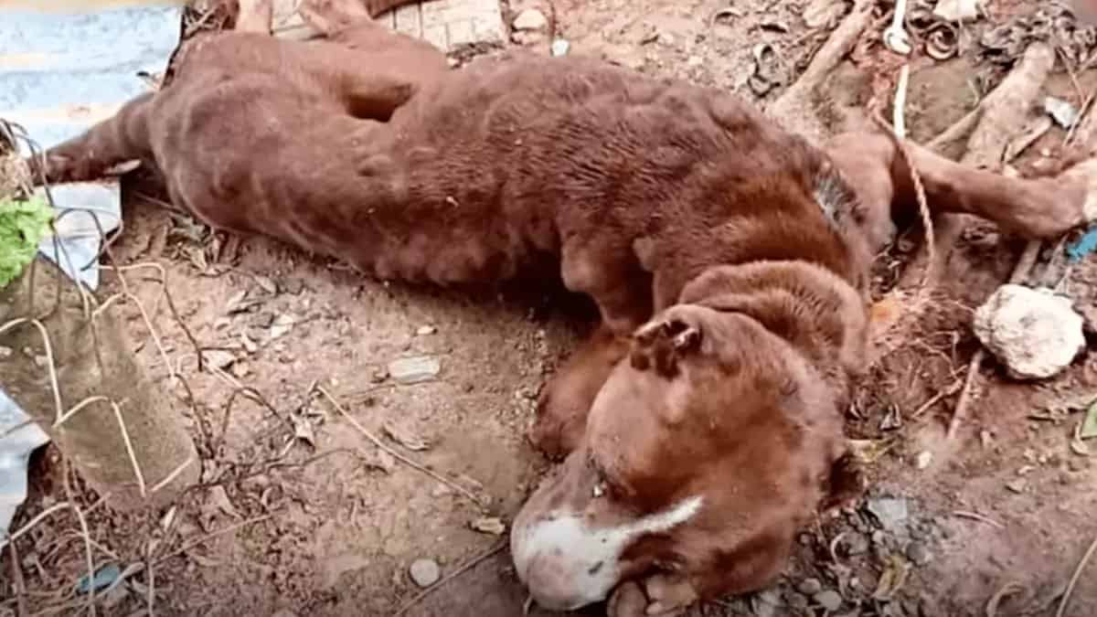 Cuccioletta maltrattata solleva lo sguardo come per esprimere “anche se non sopravvivo, grazie per l’amore ricevuto”