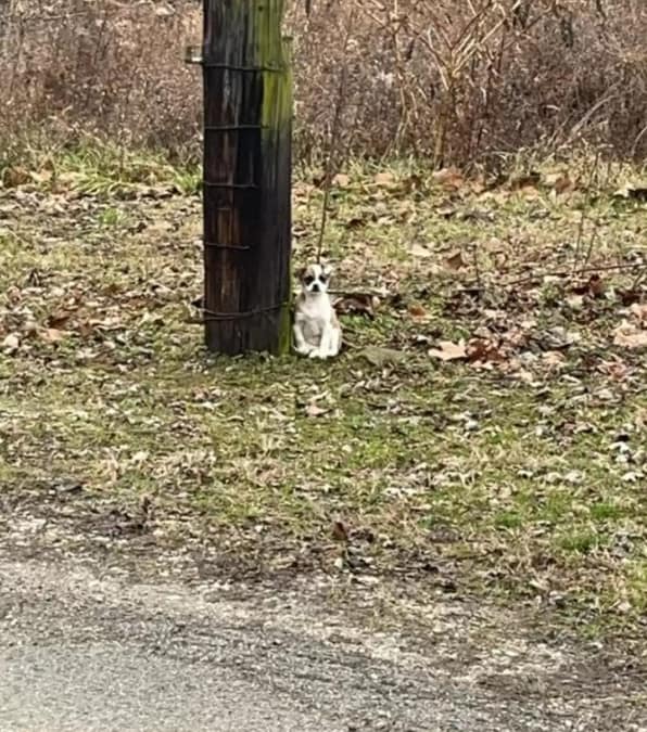 Una piccola cagnolina abbandonata sotto un albero