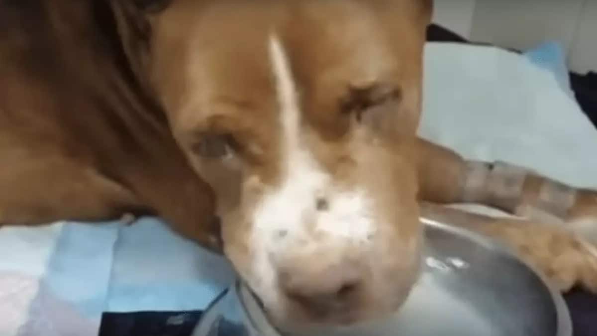 Una cagnolina muore a causa dei maltrattamenti subiti