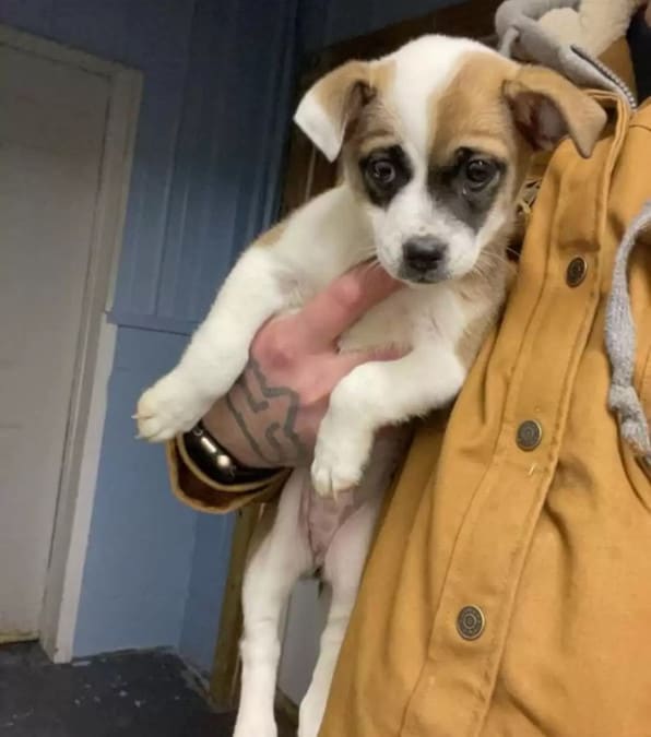 Una piccola cagnolina abbandonata sotto un albero