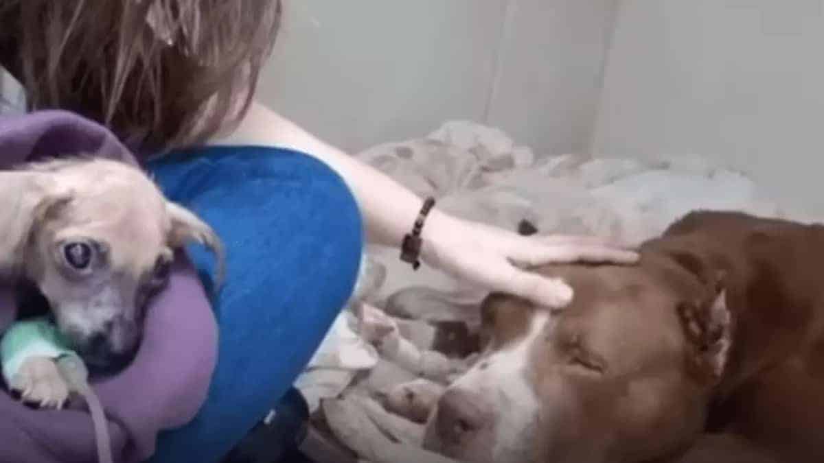 Una cagnolina muore a causa dei maltrattamenti subiti
