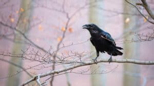Il mistero dell'intelligenza dei corvi nonostante le dimensioni del cervello