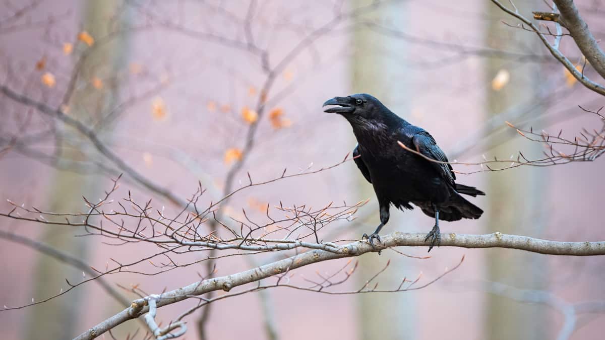 Le ragioni dell’elevata intelligenza dei corvi nonostante le ridotte dimensioni del loro cervello