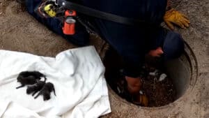 L'atto di bontà dei pompieri si trasforma in un ammonimento quando scoprono che i cuccioli in difficoltà erano volpi