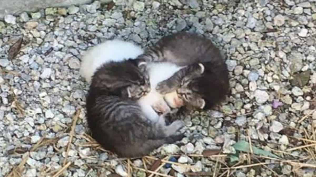 Una donna adotta tre cuccioli di gatto abbandonati: li accoglie e si occupa di loro