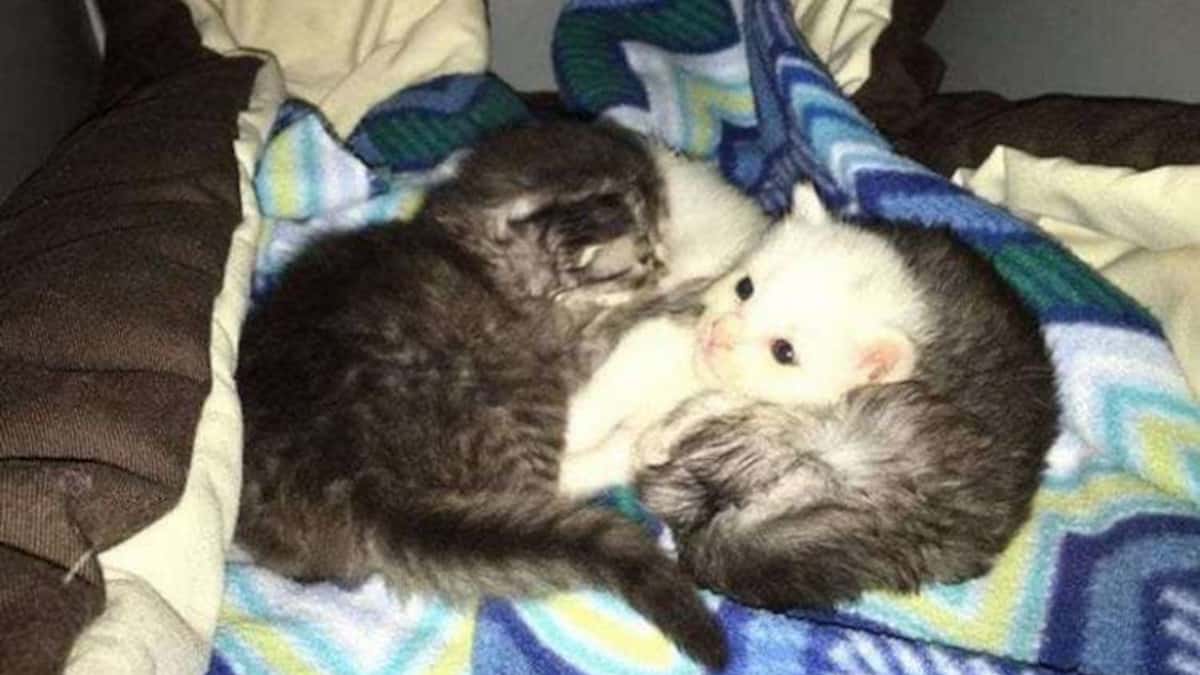 donna adotto tre gattini abbandonati