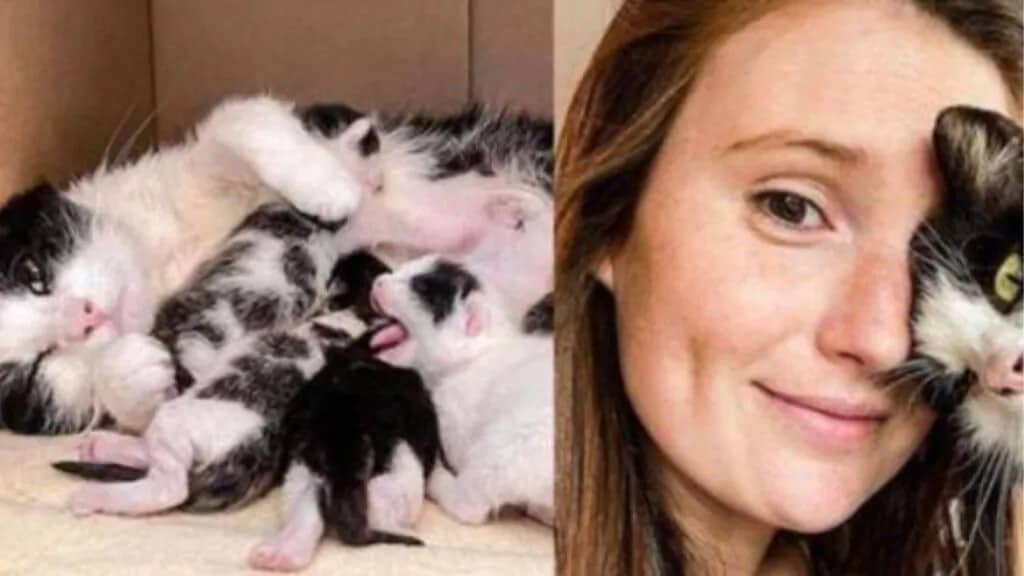 Mamma gatta non smette di ringraziare la donna che ha accolto lei ed i suoi amati gattini