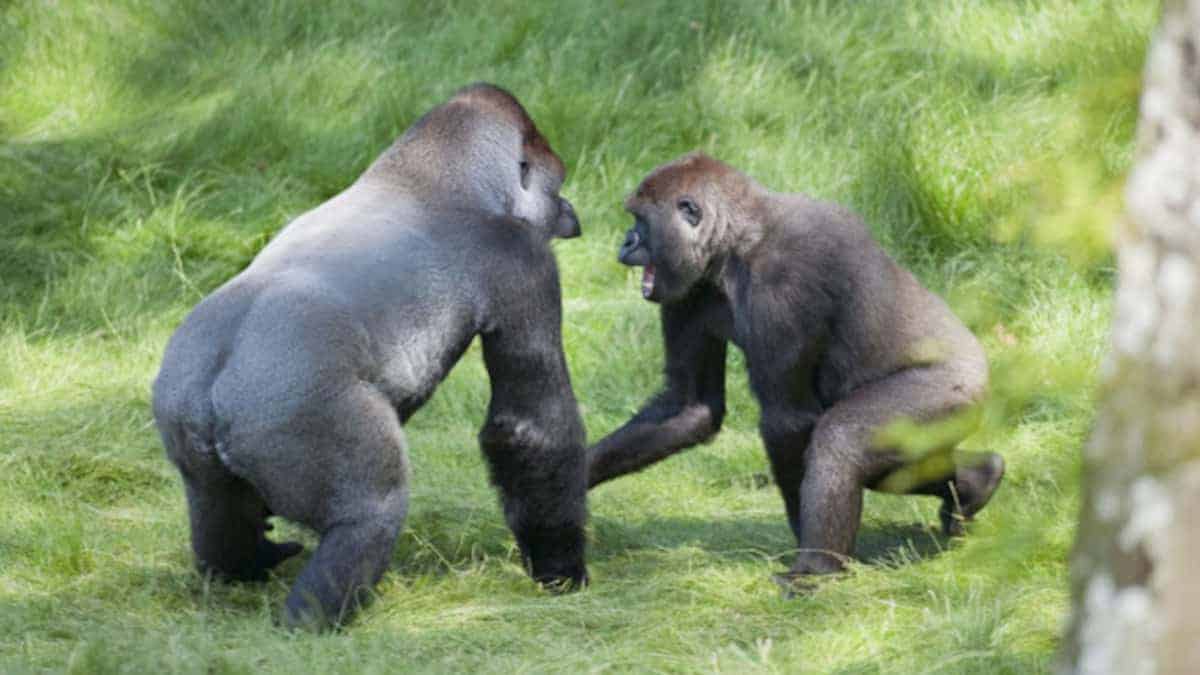 Fratelli gorilla si incontrano di nuovo dopo 3 anni di separazione