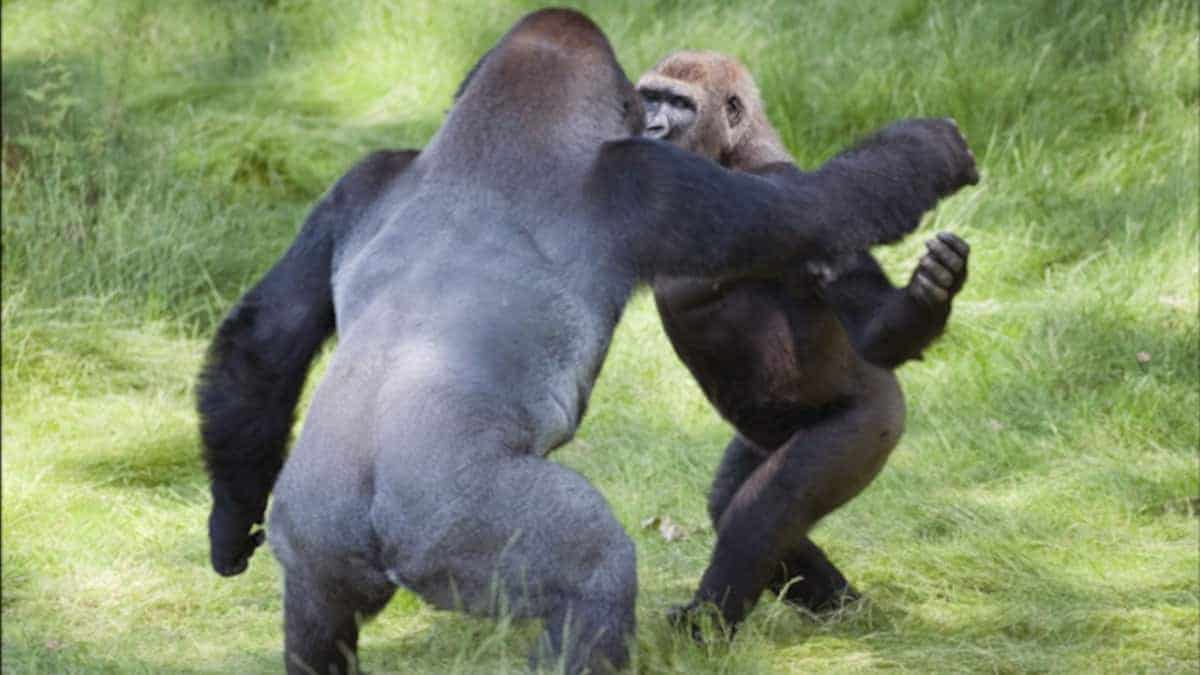 I fratelli Gorilla si sono riuniti dopo 3 anni di distanza