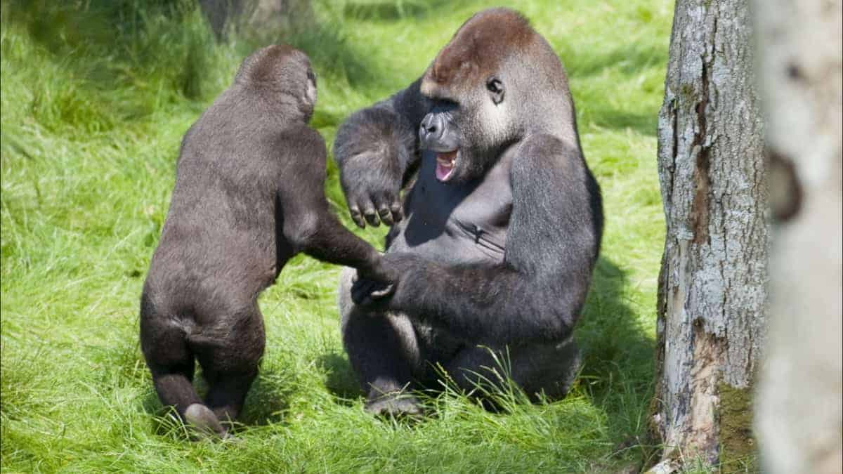 Fratelli gorilla si incontrano di nuovo dopo 3 anni di separazione