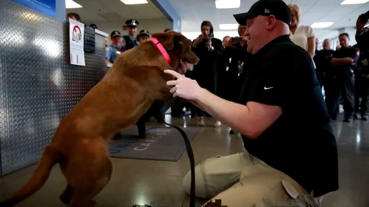 Il veterano si riunisce con il suo cane militare